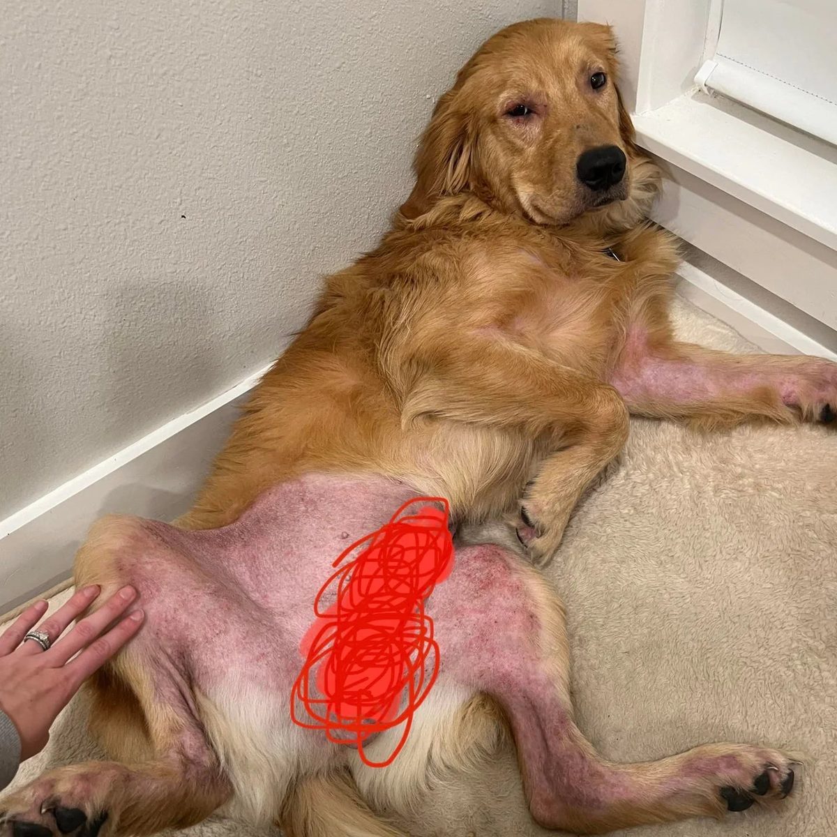 Dog with inflamed skin